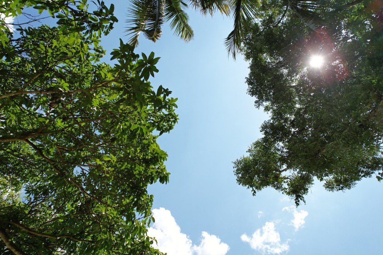 How to Get Stock Images on PowerPoint