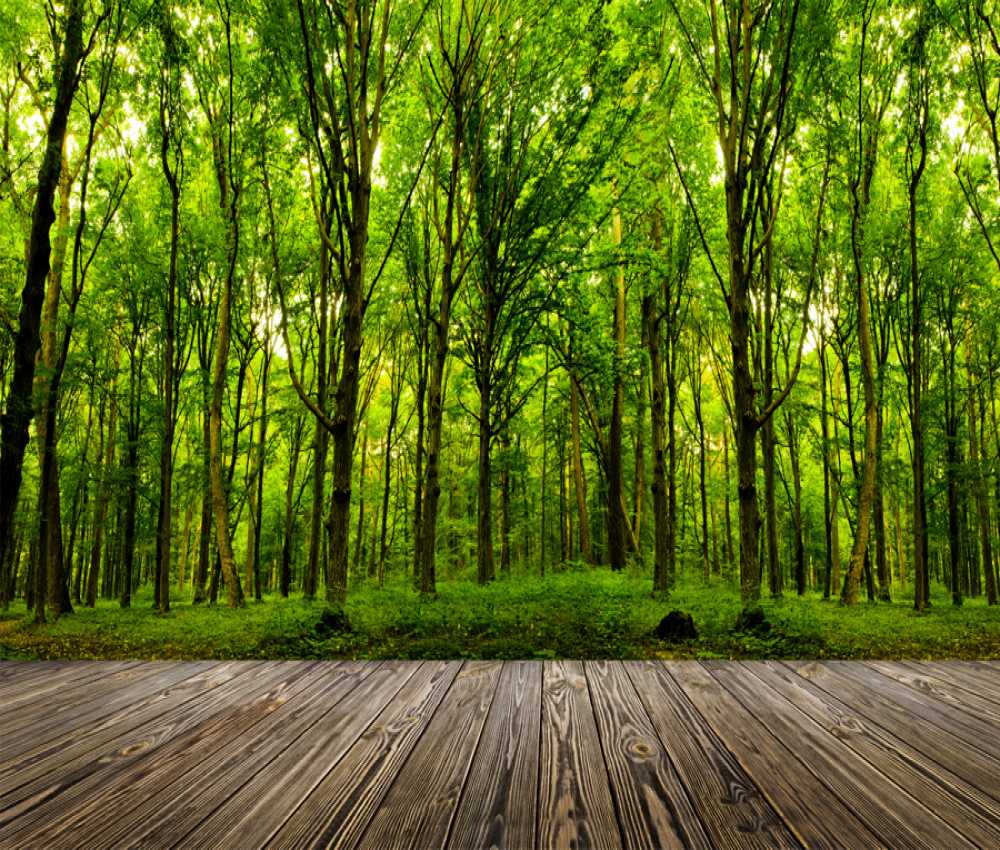 Beautiful Natural Green Trees Forest Wallpaper